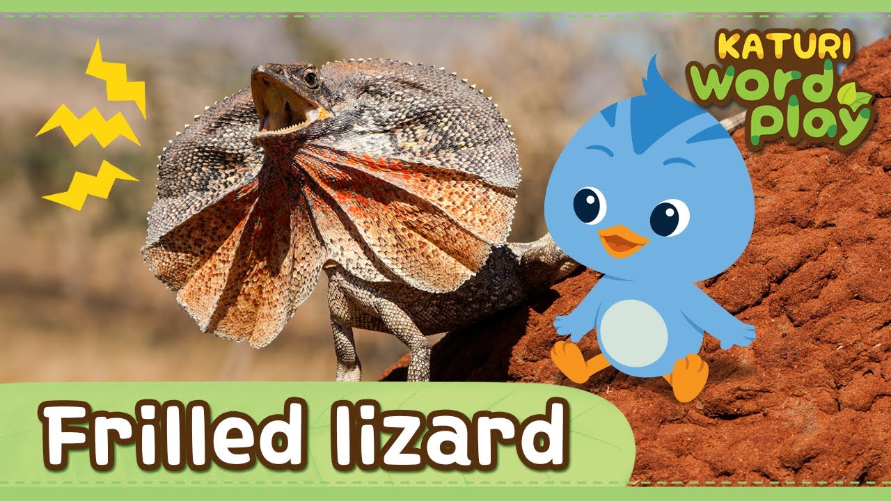 * Frilled Lizard * | Katuri Word Play | Learn Animals | Animals for kids to learn