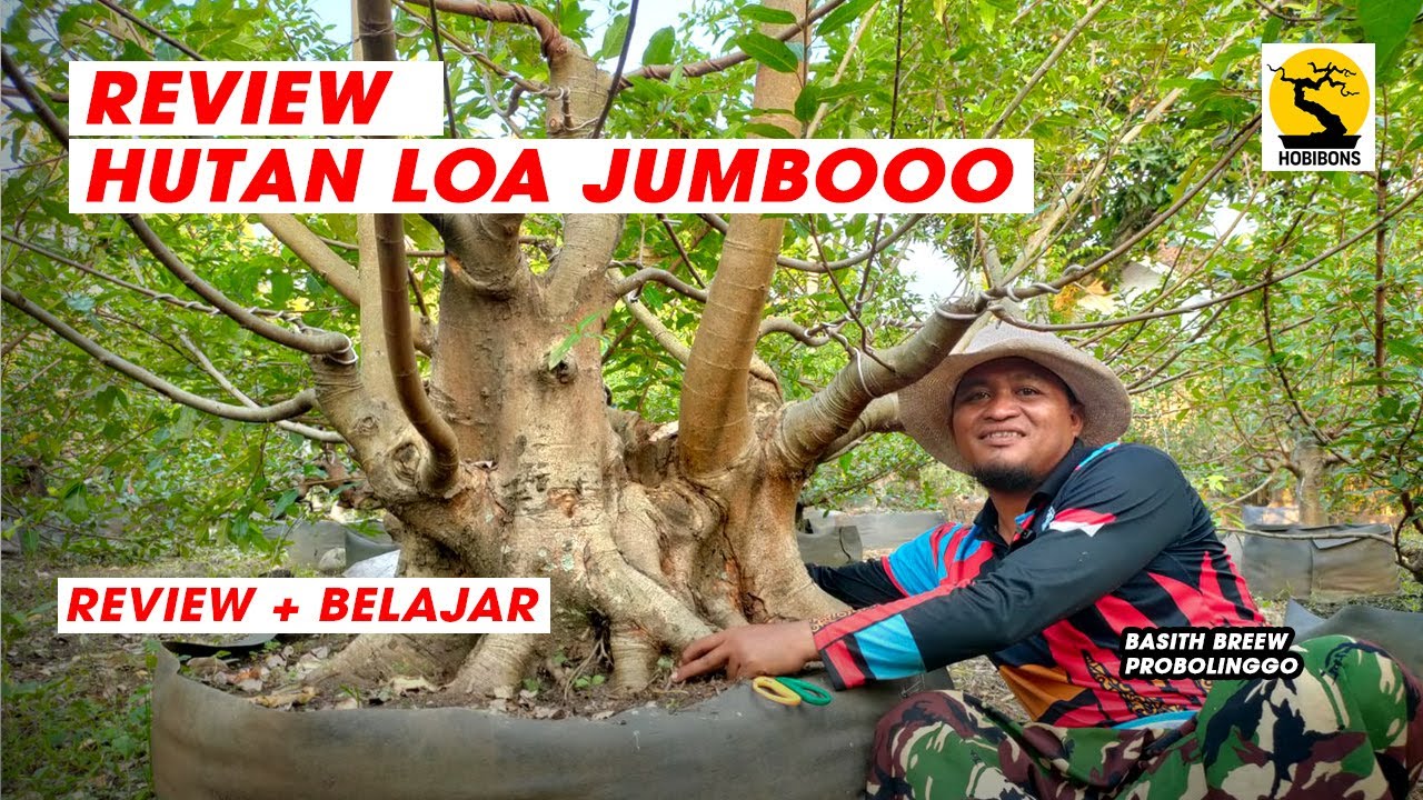 REVIEW BONSAI LOA JUMBO | BONSAI LOA LANGKA | BUDIDAYA BONSAI LOA