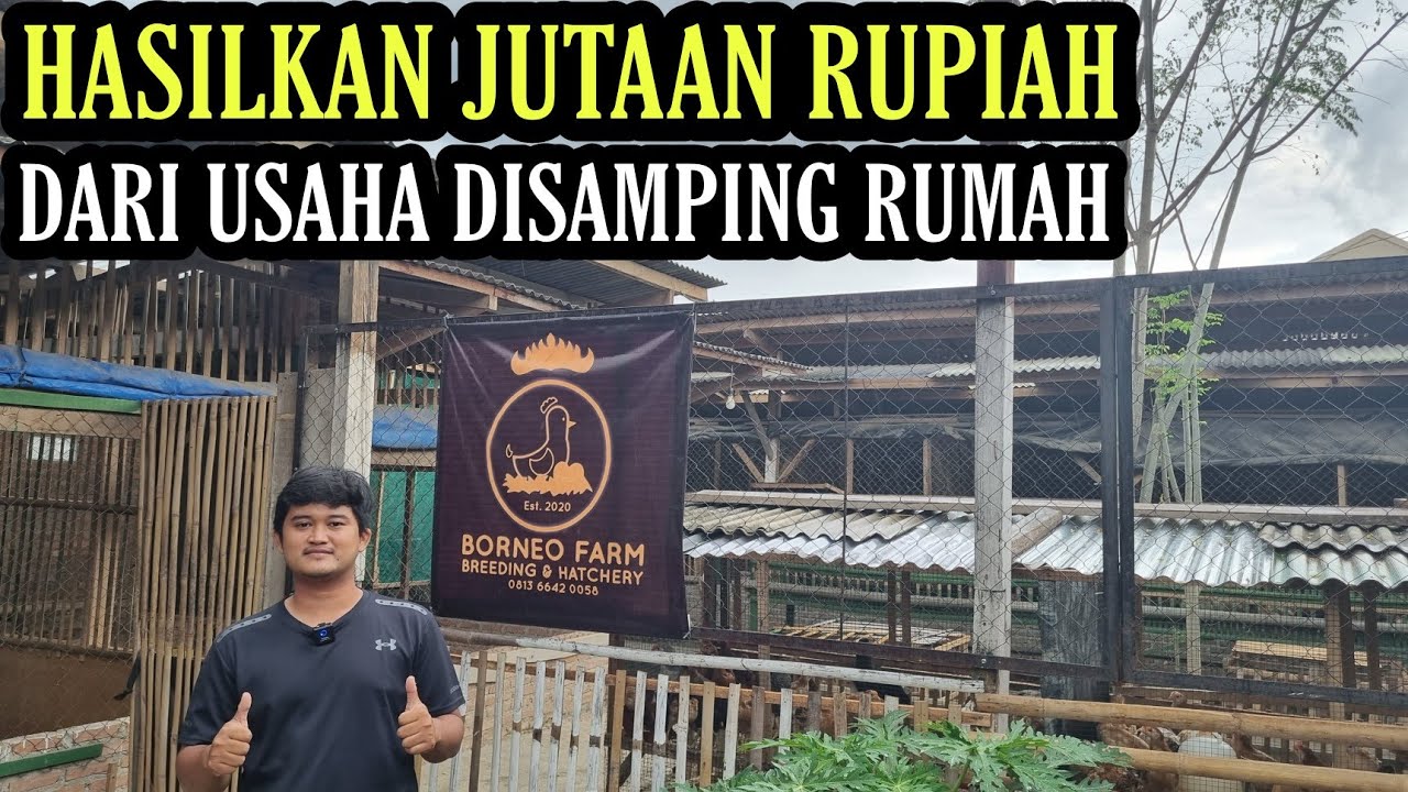 INI BARU KEREN!! SARJANA PETERNAKAN SUKSES TERNAK AYAM KAMPUNG💯