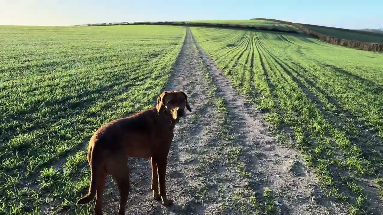 Gentle no talking walk, Vizsla walk, PoV walk, nature real sounds, real walking video, ASMR walk, 