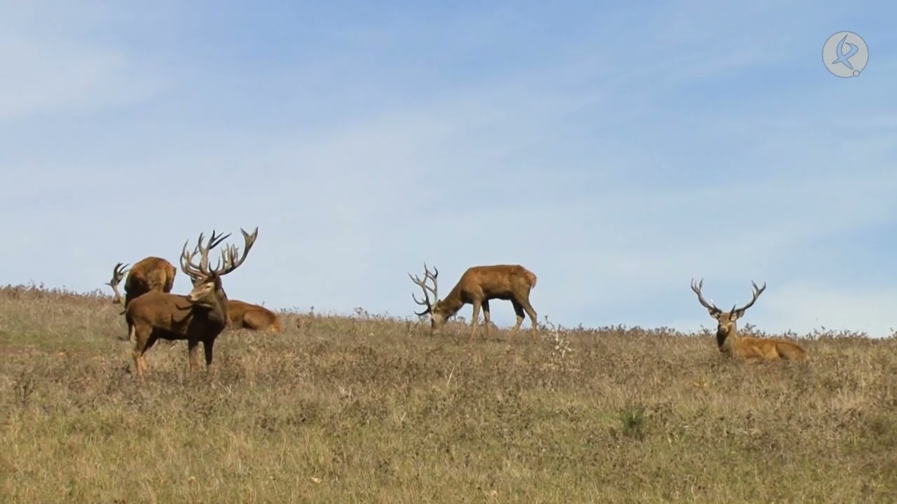Tras el gran trofeo de ciervo ibérico en Extremadura  | Cazadores de Lances
