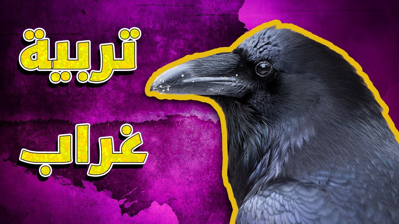 تربية غراب