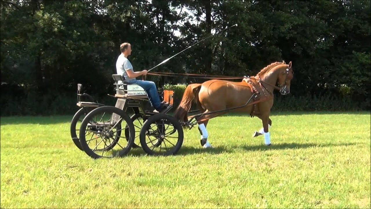 Fantastic driving horse born 2004