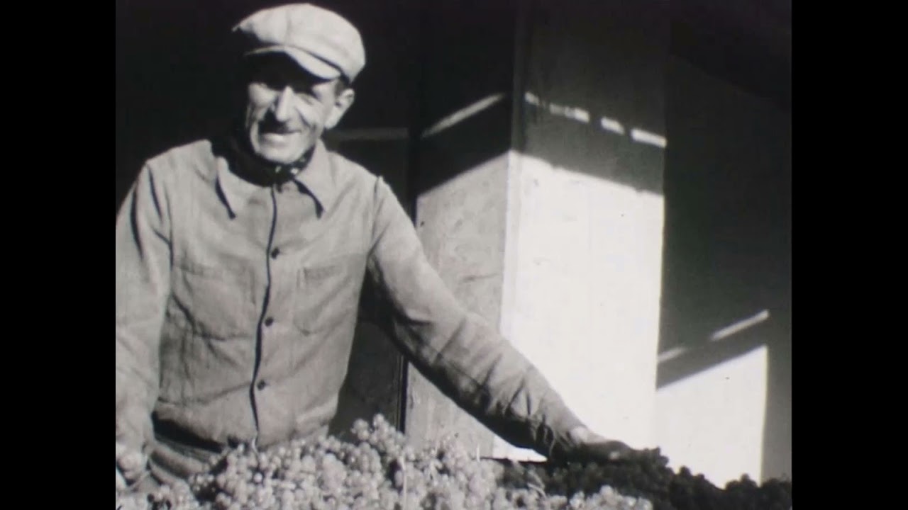 Vendanges d'autrefois à Rognes