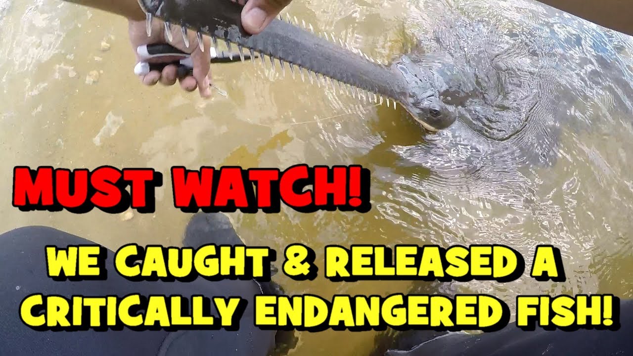 MUST WATCH: We Caught & Released a CRITICALLY ENDANGERED FISH!!! (2019 Fort Myers Trip -- 3/3)
