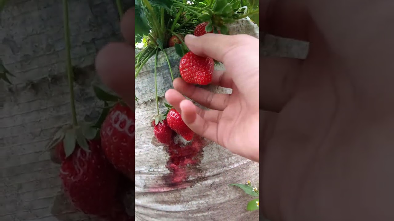 😋 stoberry 🤤