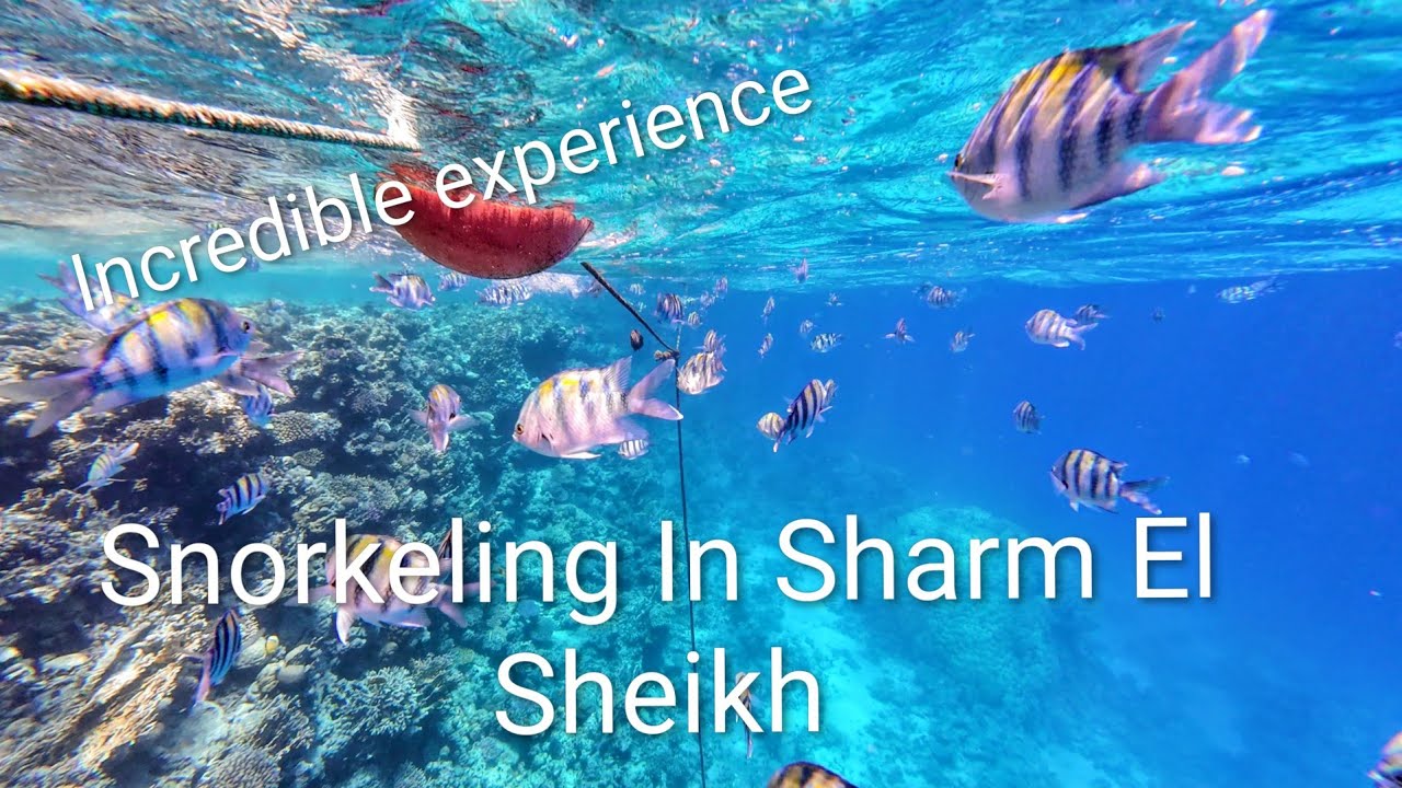 Snorkeling in sharks bay Sharm El Sheikh.  Slow TV