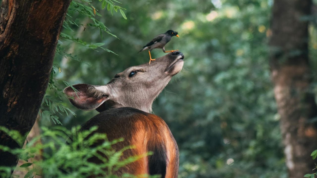 🖼 평화로운 동물, 자연 영상 & 음악 #peaceful #nature #animals