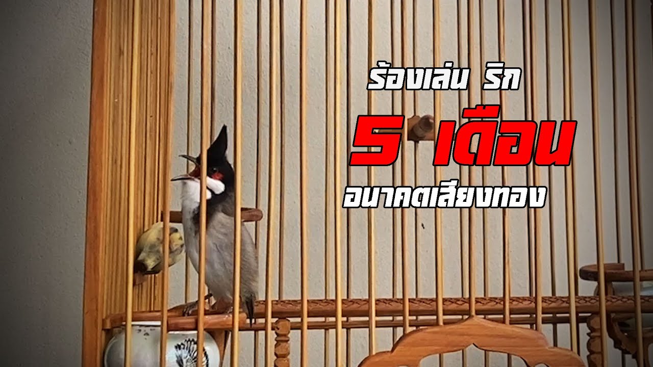 ลูกนก 5 เดือนเศษ เริ่มร้อง ริก ทรงดีอนาคตเสียงทอง