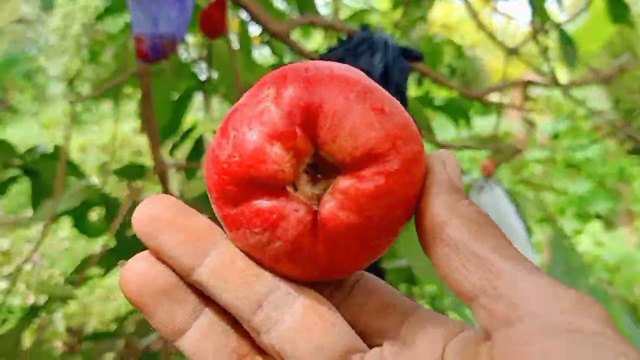 cara menanam jambu bol dari biji agar cepat berbuah