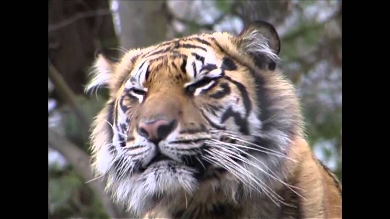 Zoo Photography with the Canon D30