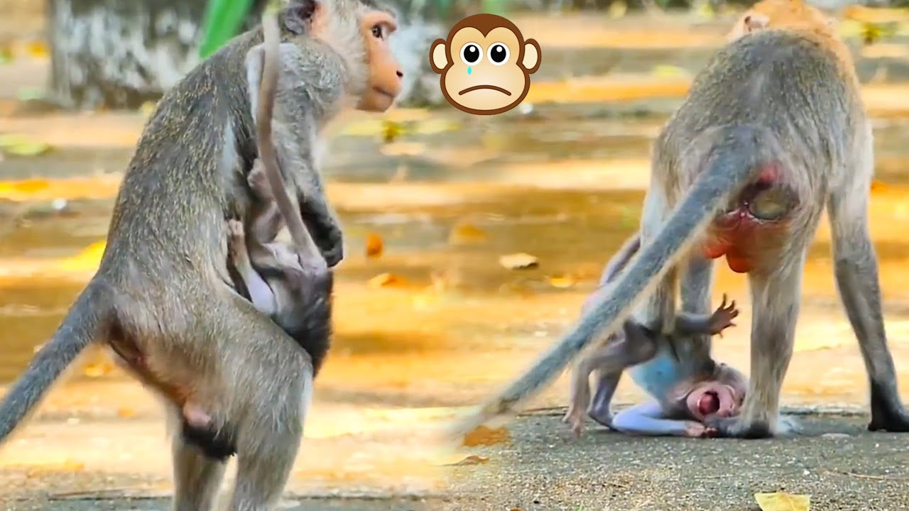 (Tổng hợp) Những chú khỉ con không được khỉ mẹ & đồng loại yêu thương /Poor little monkeys #3😥