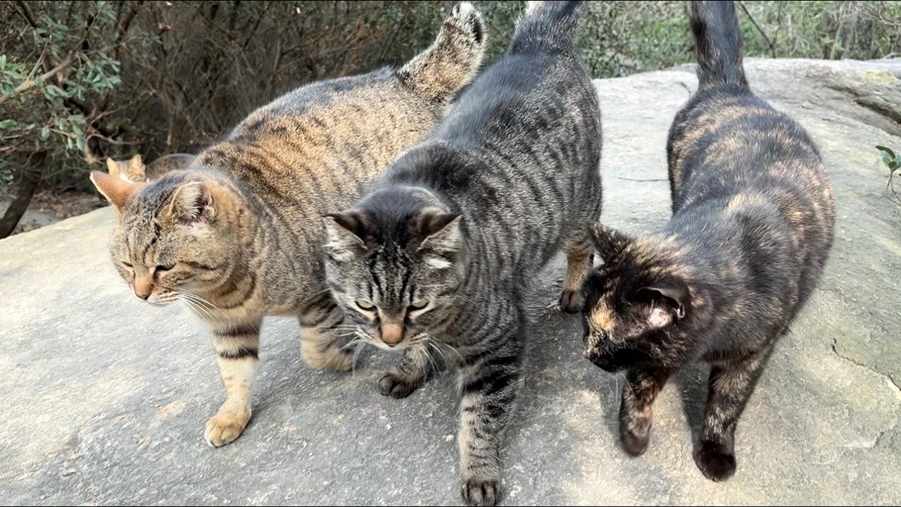 誰が撫でて貰っても皆んなで喜び合うあずき達のかわいい猫集会