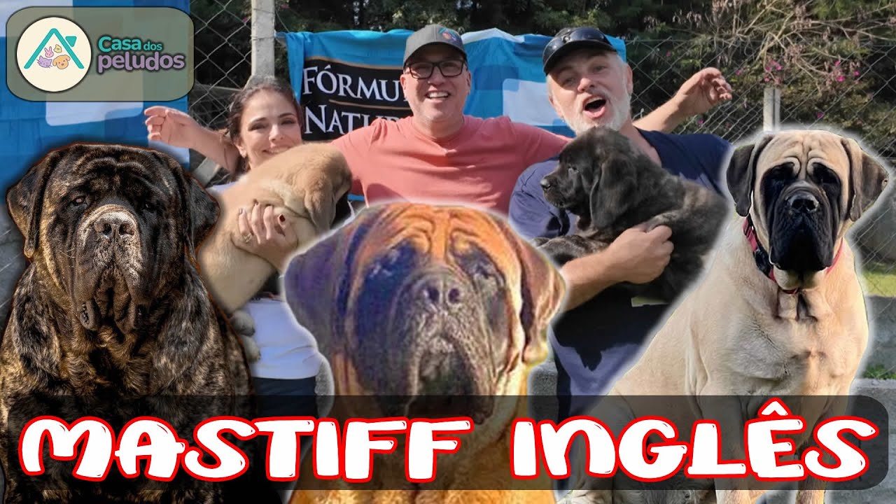 MASTIFF INGLÊS! Conheça o GIGANTE GENTIL com o Canil Chaputepek | Entrevista com Carlos Flaquer