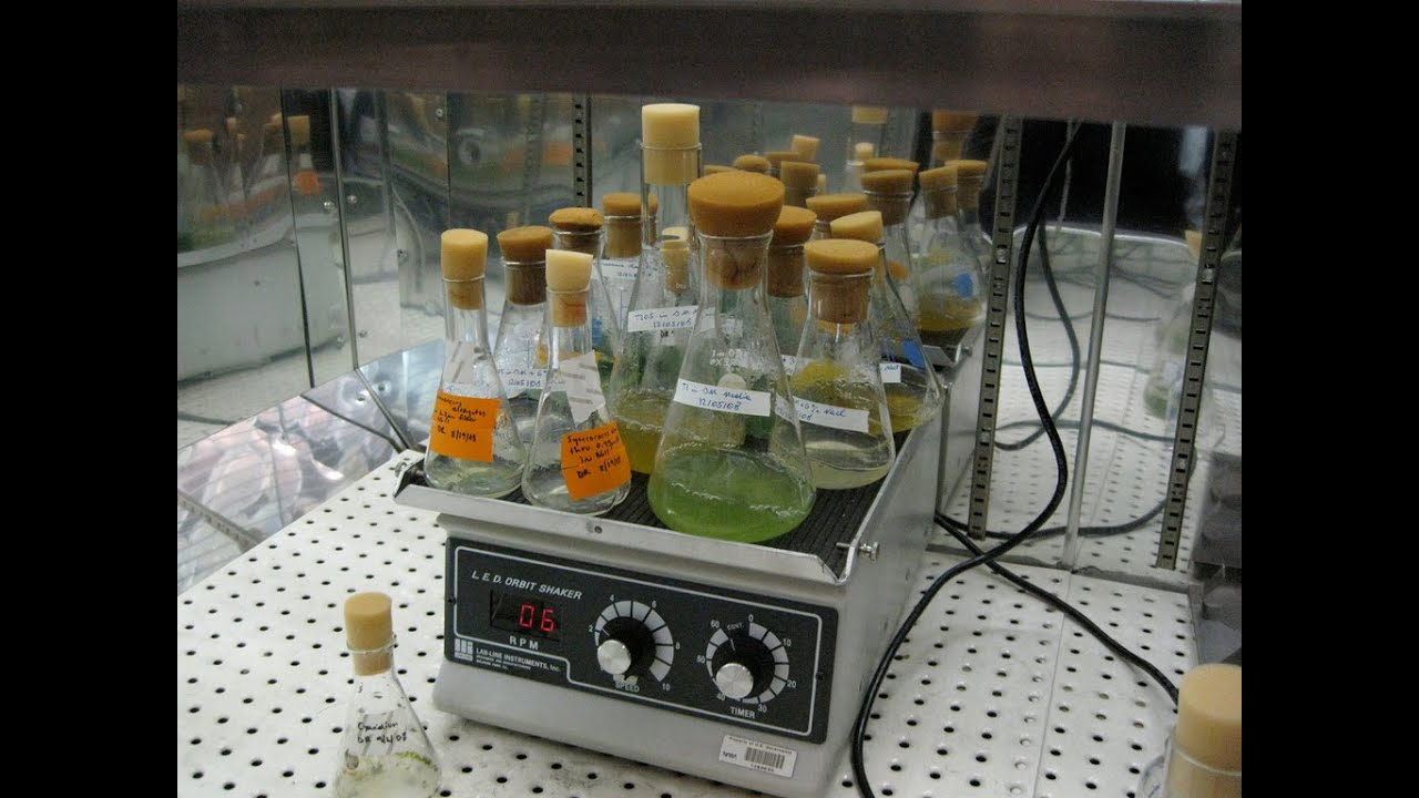 Science Cafe: Medicinal Microbes: Making Drugs with Bugs
