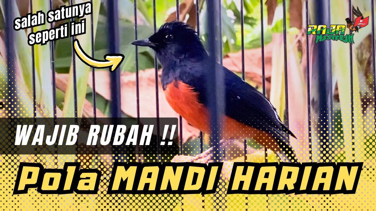 MURAI BATU SERING DIDIS, GESEK PARUH DI TANGKRINGAN, NGEMBANG BULU‼️ NIH SOLUSINYA