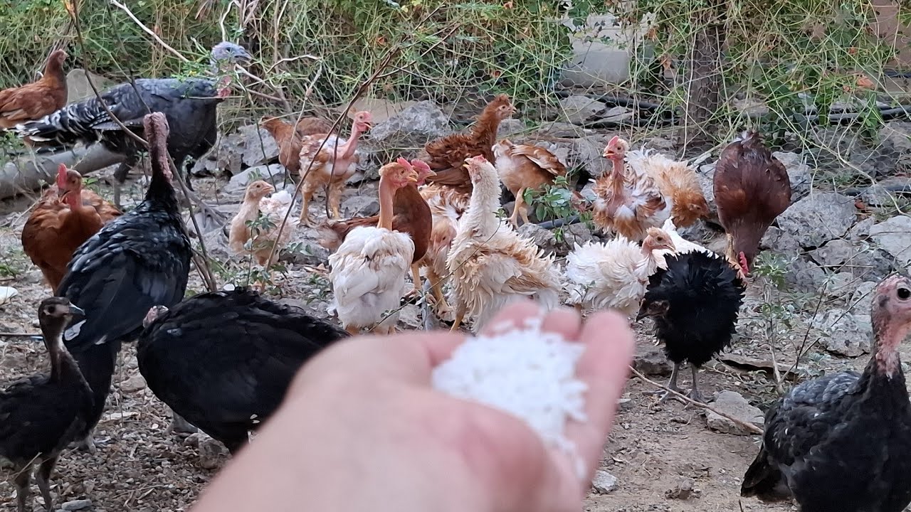 ‼️Pollos o pavos chillones, aludos❓️// 👉Te doy la solucion, sin gastar 1 peso✅️