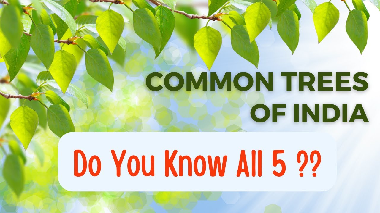 Top 5 Common Trees In India