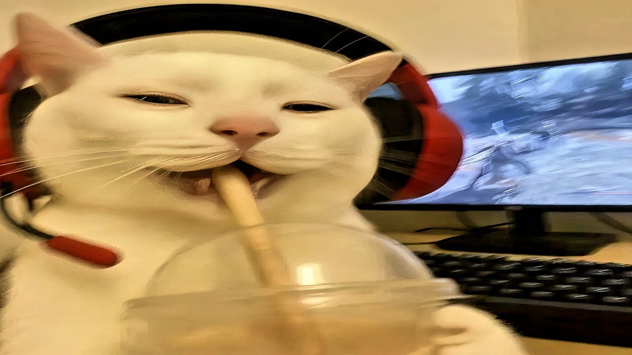 funniest cats of all time compilation | try not to laugh