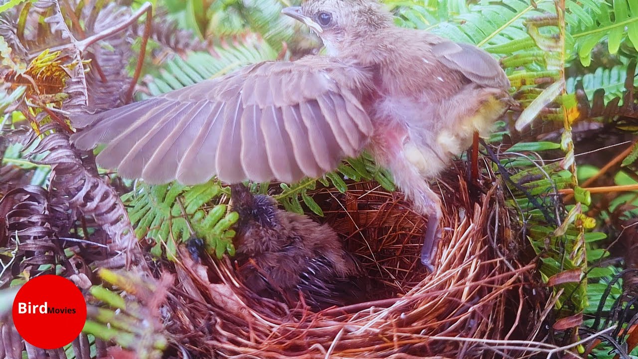 THE MOMENT THE CHICKEN BIRD LEAVES THE NEST 