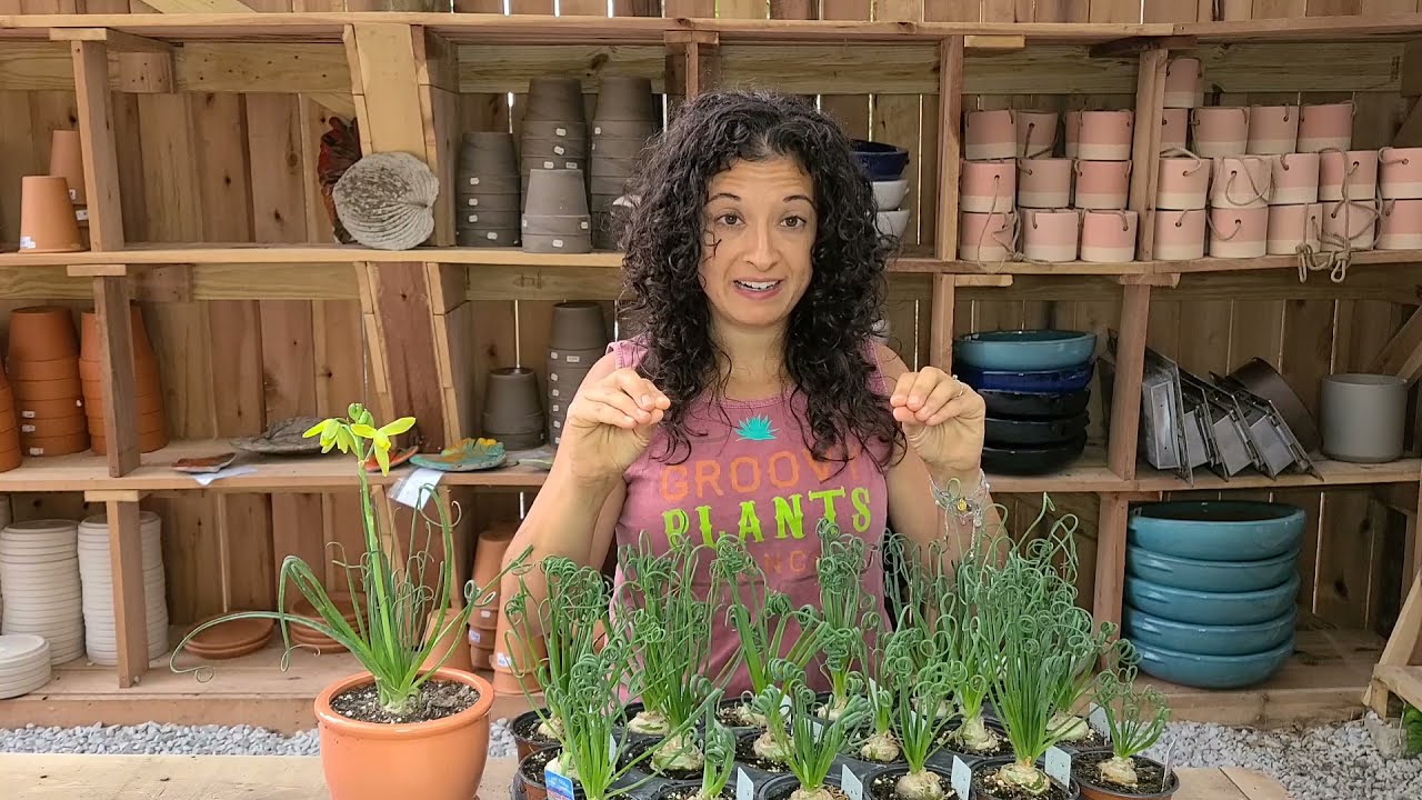 Albuca ‘Frizzle Sizzle‘