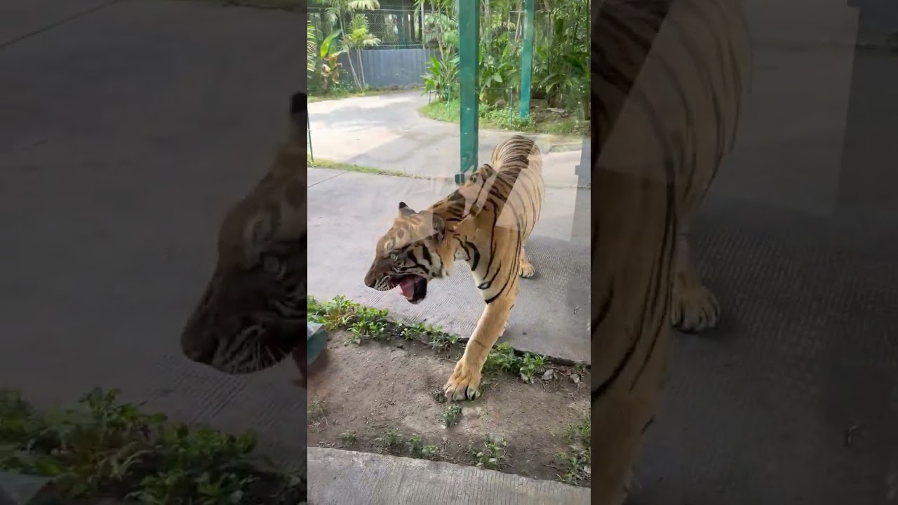 ￼ Tiger park Pattaya Thailand ￼