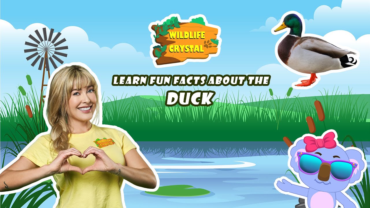 Duck Facts