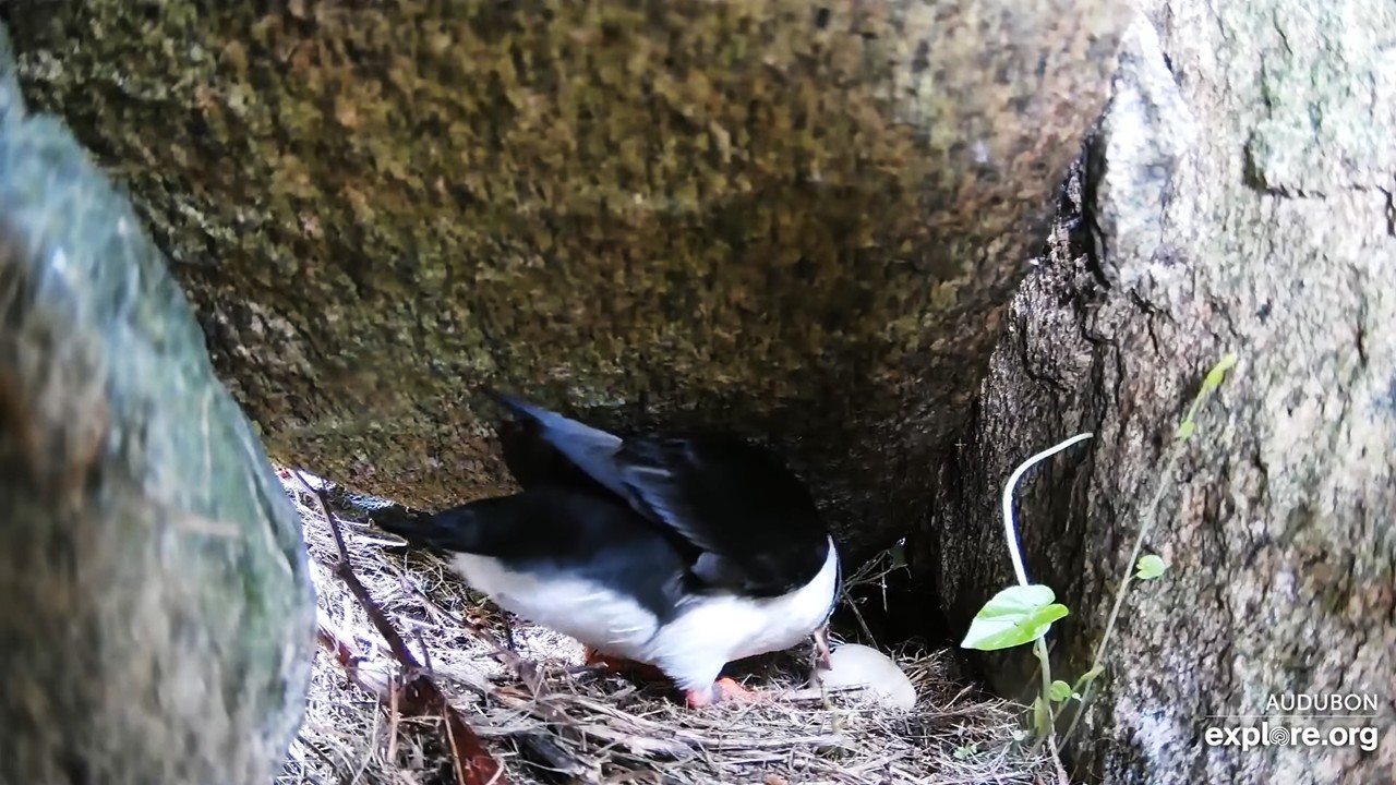 Puffling Is Making Progress (Cams Powered By Explore.org)