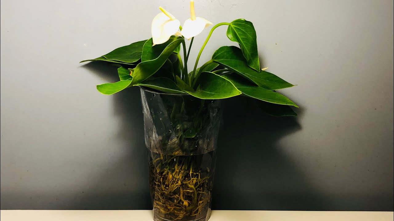 Let’s Transfer An Anthurium To Water Culture Together!