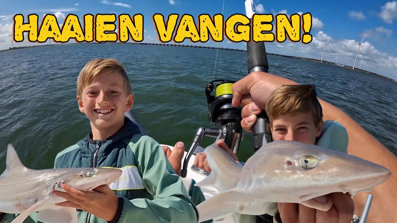 HAAIEN vangen in de Oosterschelde!