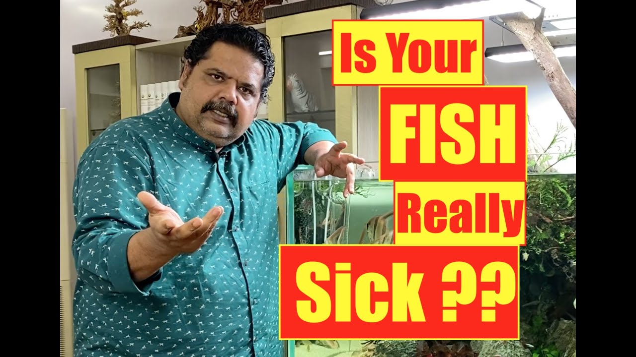 Aquarium Fish | How to Cure Sick Fish | Disease in Aquarium Fish | Mayur Dev's Tips | Fish Medicine
