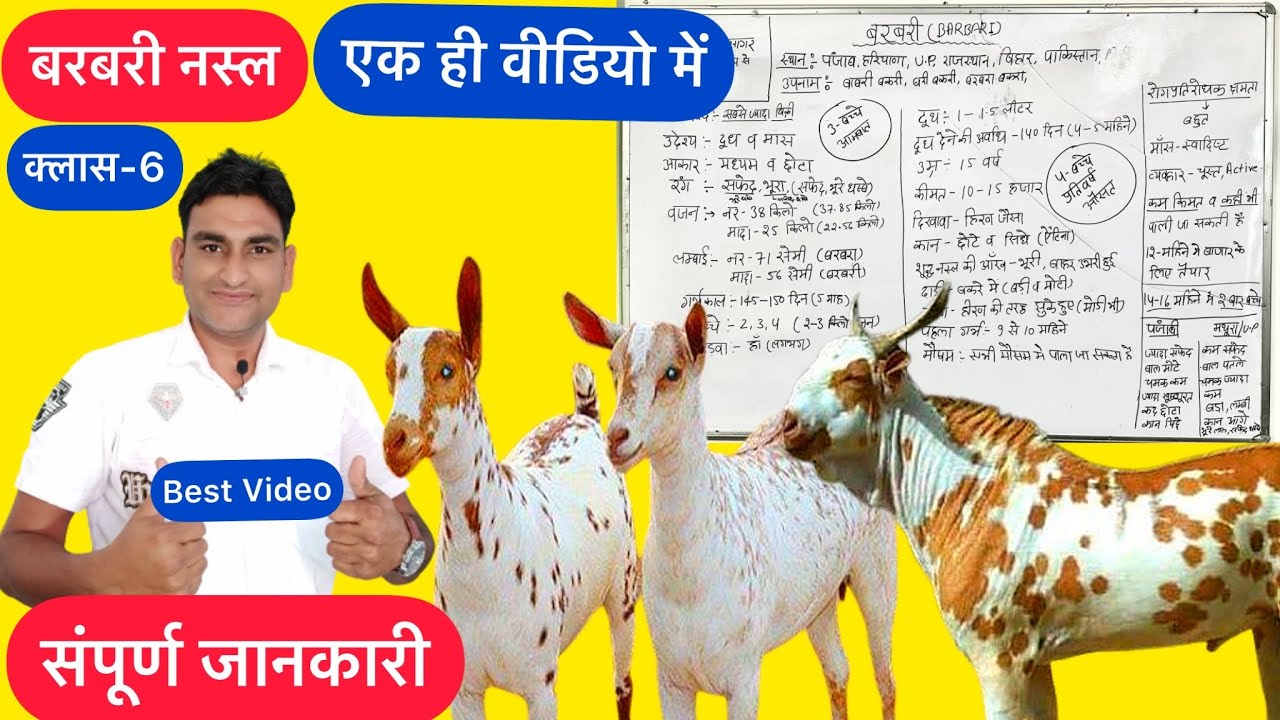 Free Online Goat Farming Training फ्री ऑनलाइन भेड़ -बकरी पालन प्रशिक्षण Barbari Goat -बरबरी बकरी