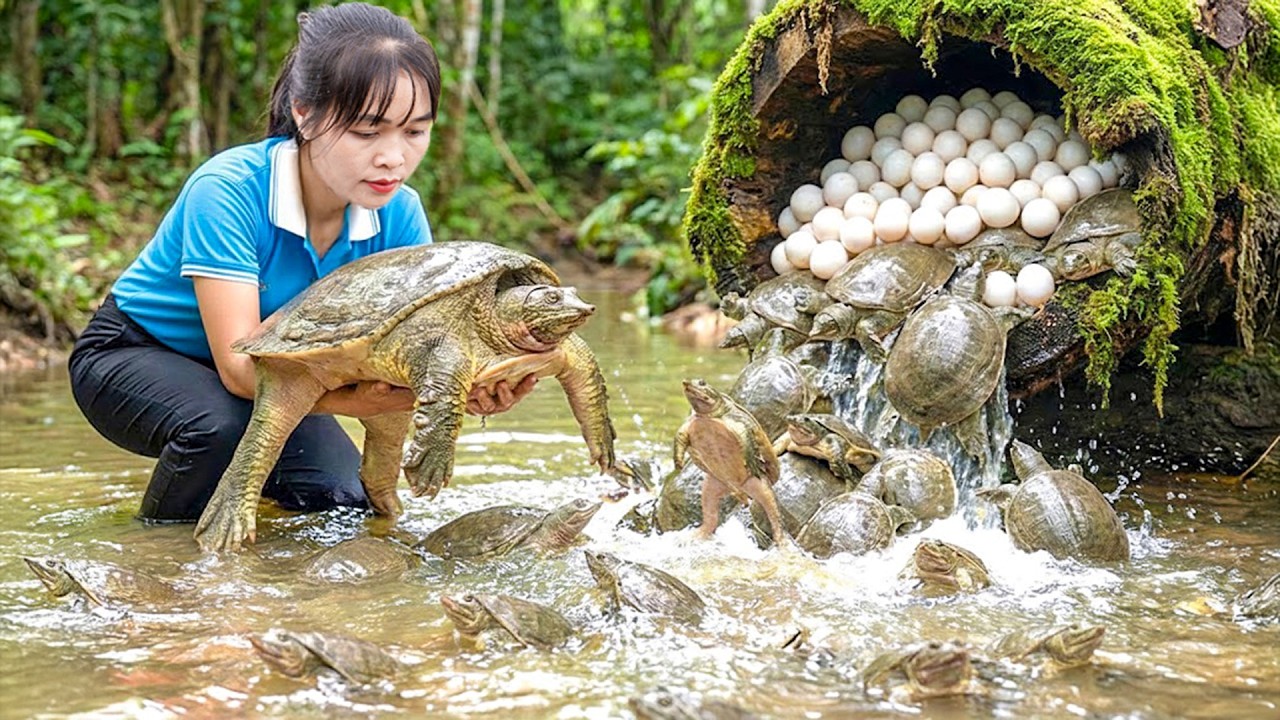 Recolhi Muitas Tartarugas-de-Pedra em Colinas Rochosas Selvagens e Levei ao Mercado – Vida Cotidiana