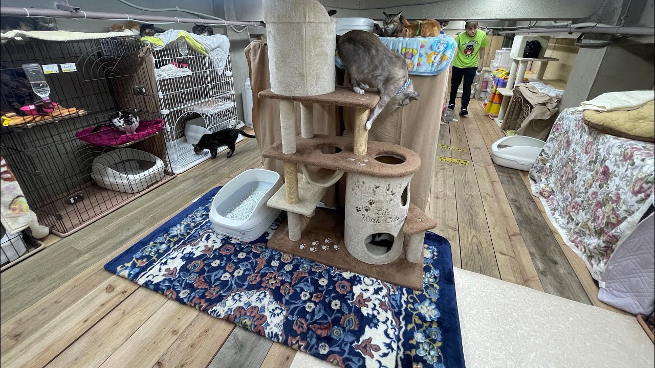 ロフトのシェルターで猫たちと自由に過ごせます！