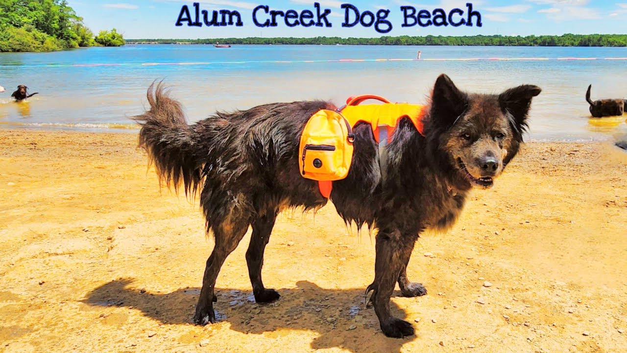 Dog's Day at Alum Creek Dog Beach