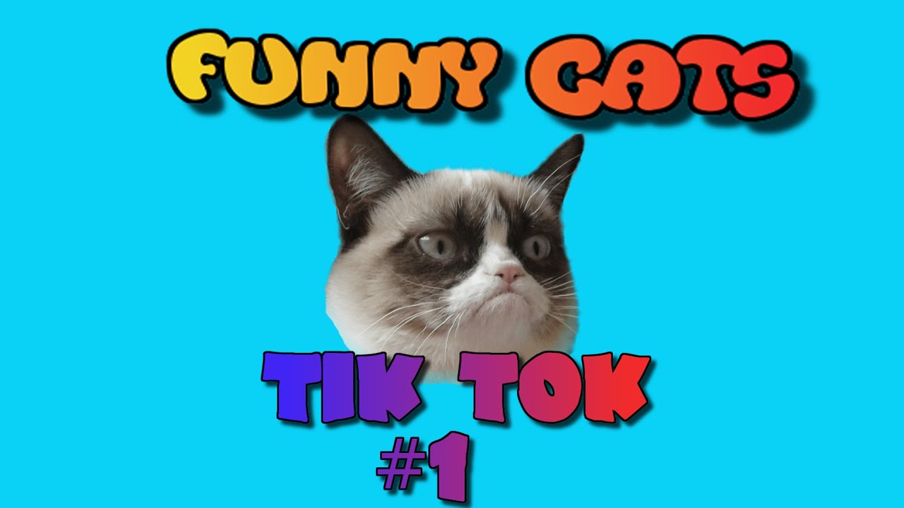 TikTok funny Cats Compelation #1 | GermanTelevision