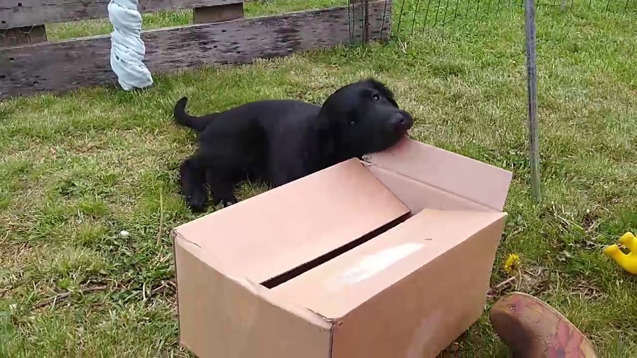 Flat coated Retriever - Wilson, die ersten 5 Tage