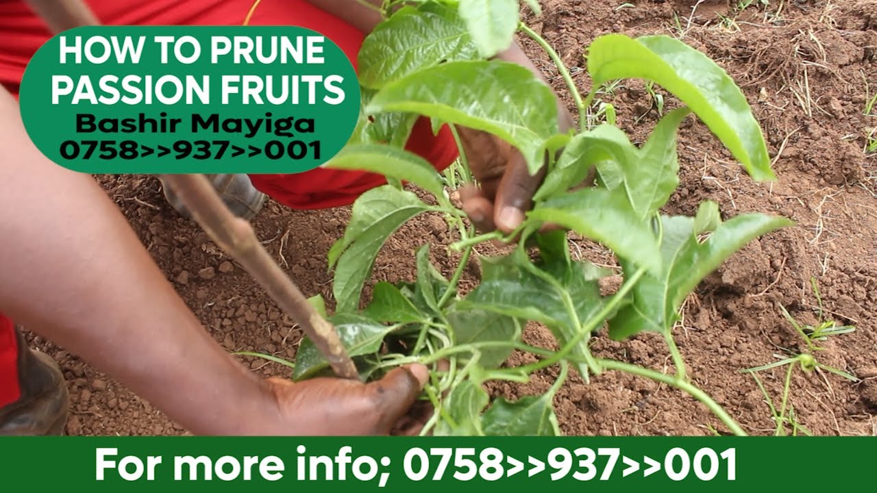 HOW TO PRUNE PASSION FRUITS CORRECTLY