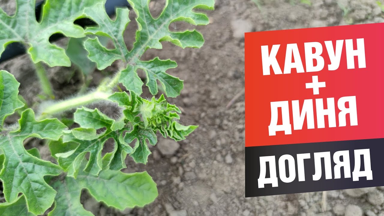 Догляд за баштаном. Як доглядати дині та кавуни.