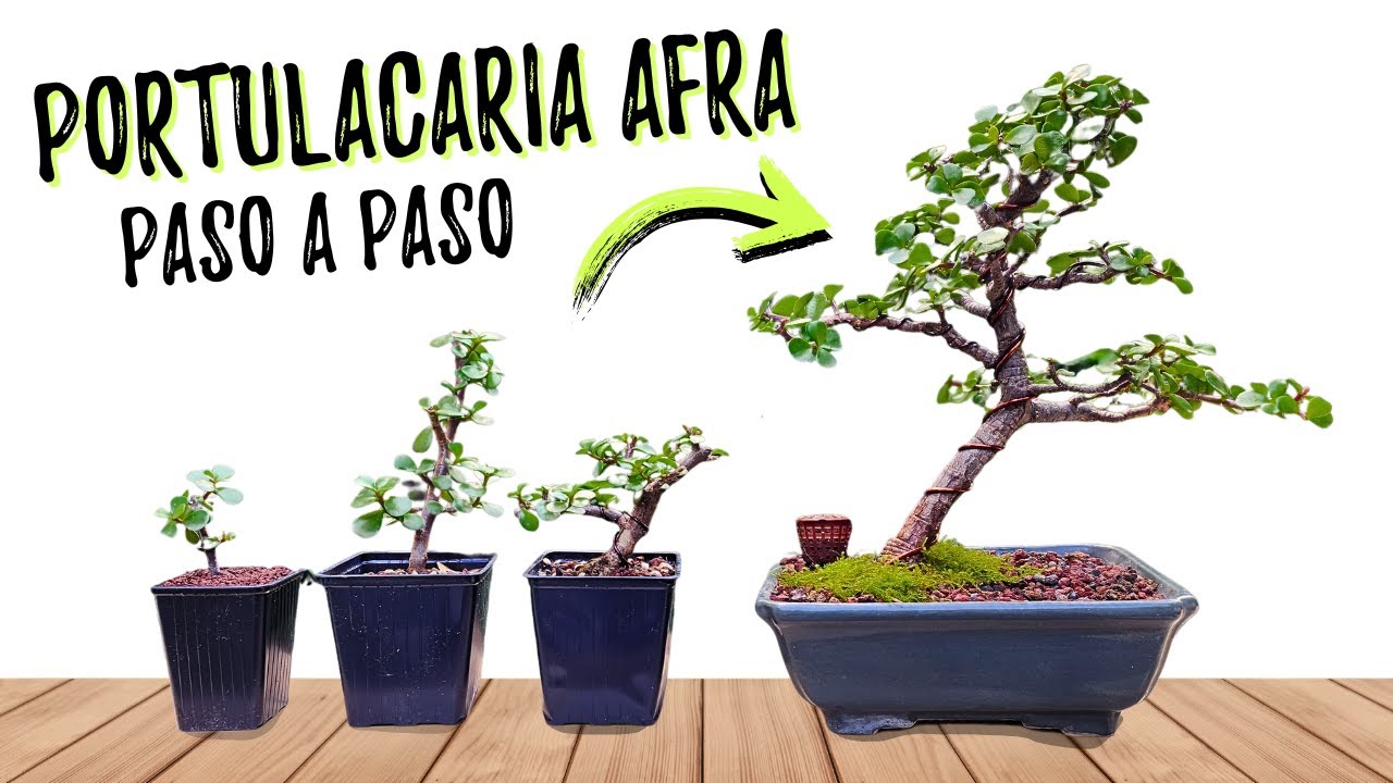 Cómo hacer un bonsai de Portulacaria afra desde cero 🌟 MEGA TUTORIAL!!!