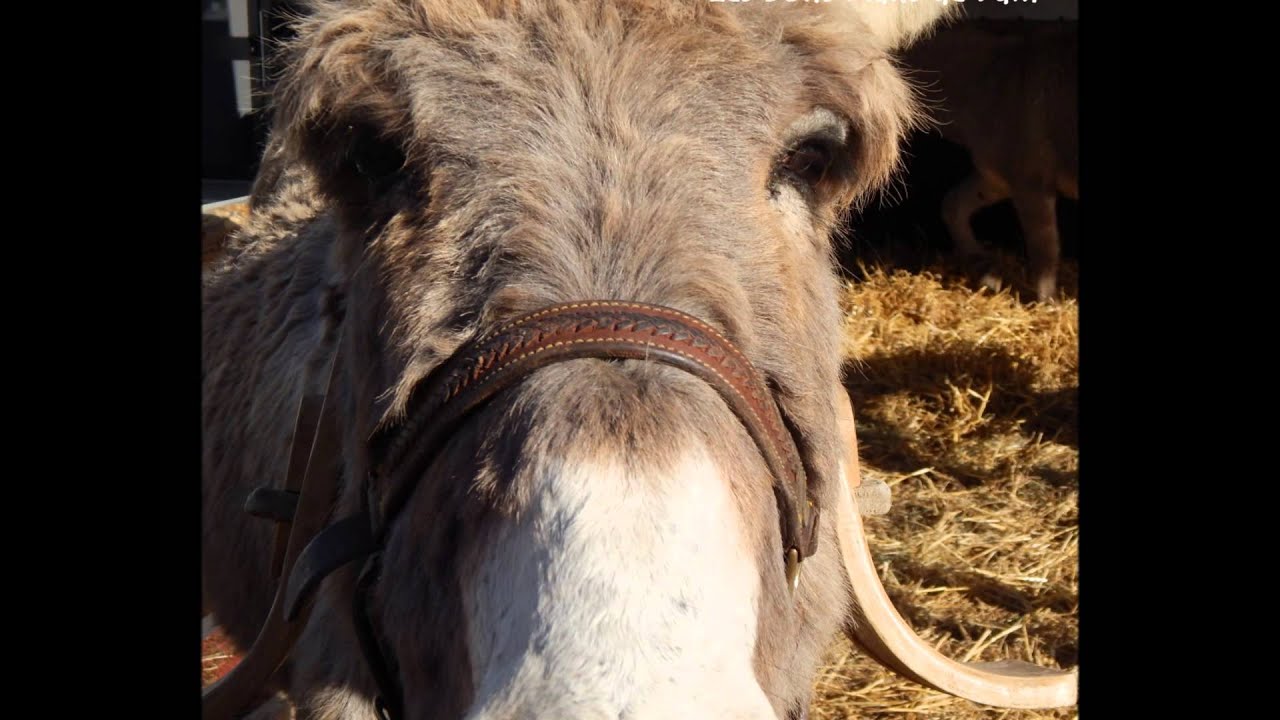 CHEVAL PASSION 2014 - Reportage en Images