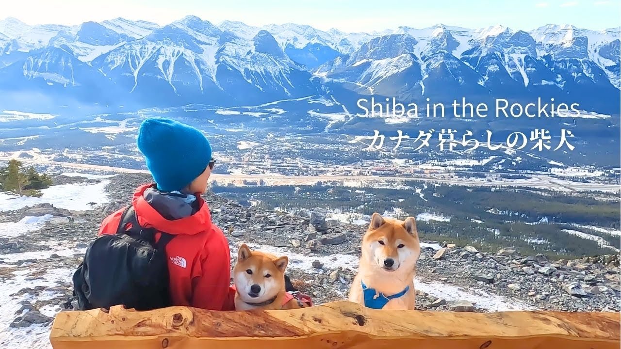 山頂の絶景ベンチに頑張って座ろうとする柴犬が可愛い【4K】Mount Lady Macdonald in Canmore Alberta 2,606m