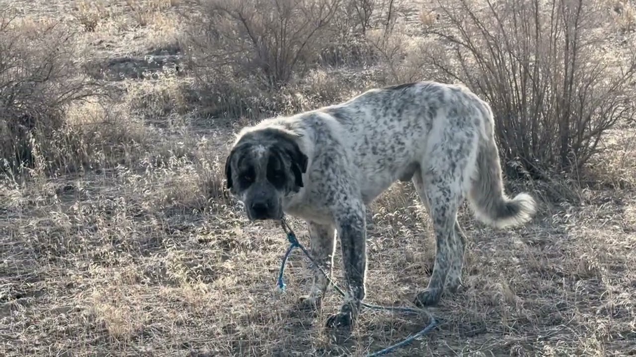 Bandit@Landracefarmlgdrescue