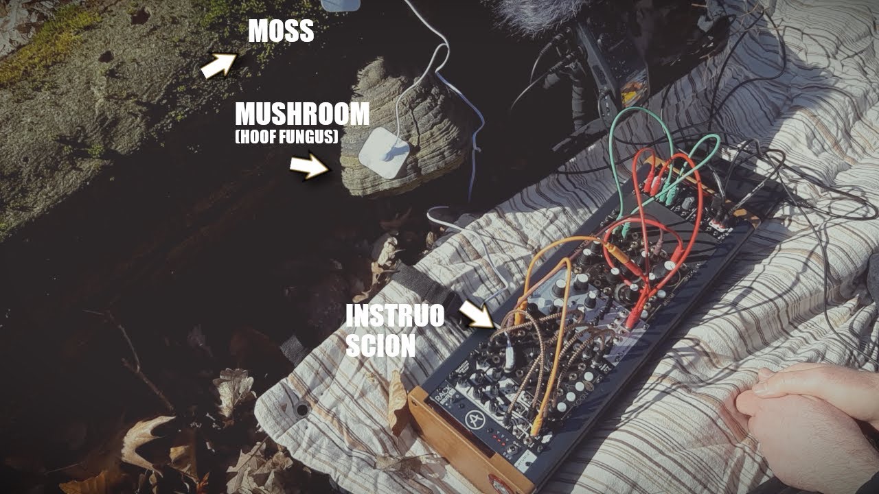 Hoof Fungus and Moss Patch - Scion, BIA, Beads, Arbhar