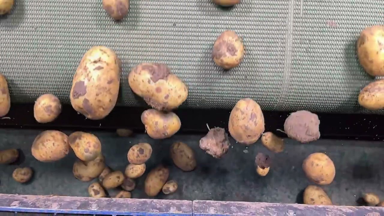 Photoheyler potato sorter with ai - Kartoffelsortierer mit KI