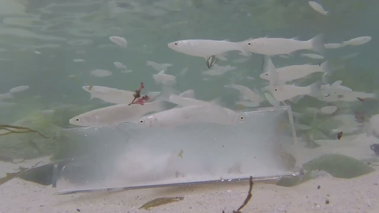Poddy Mullet Bait Trap
