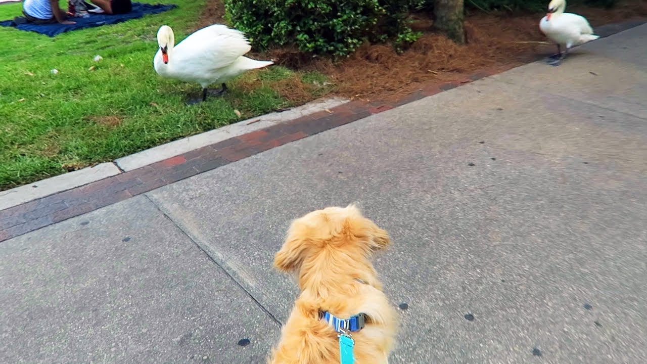 DOG VS ANGRY SWAN (Hilarious) - Super Cooper Sunday #144
