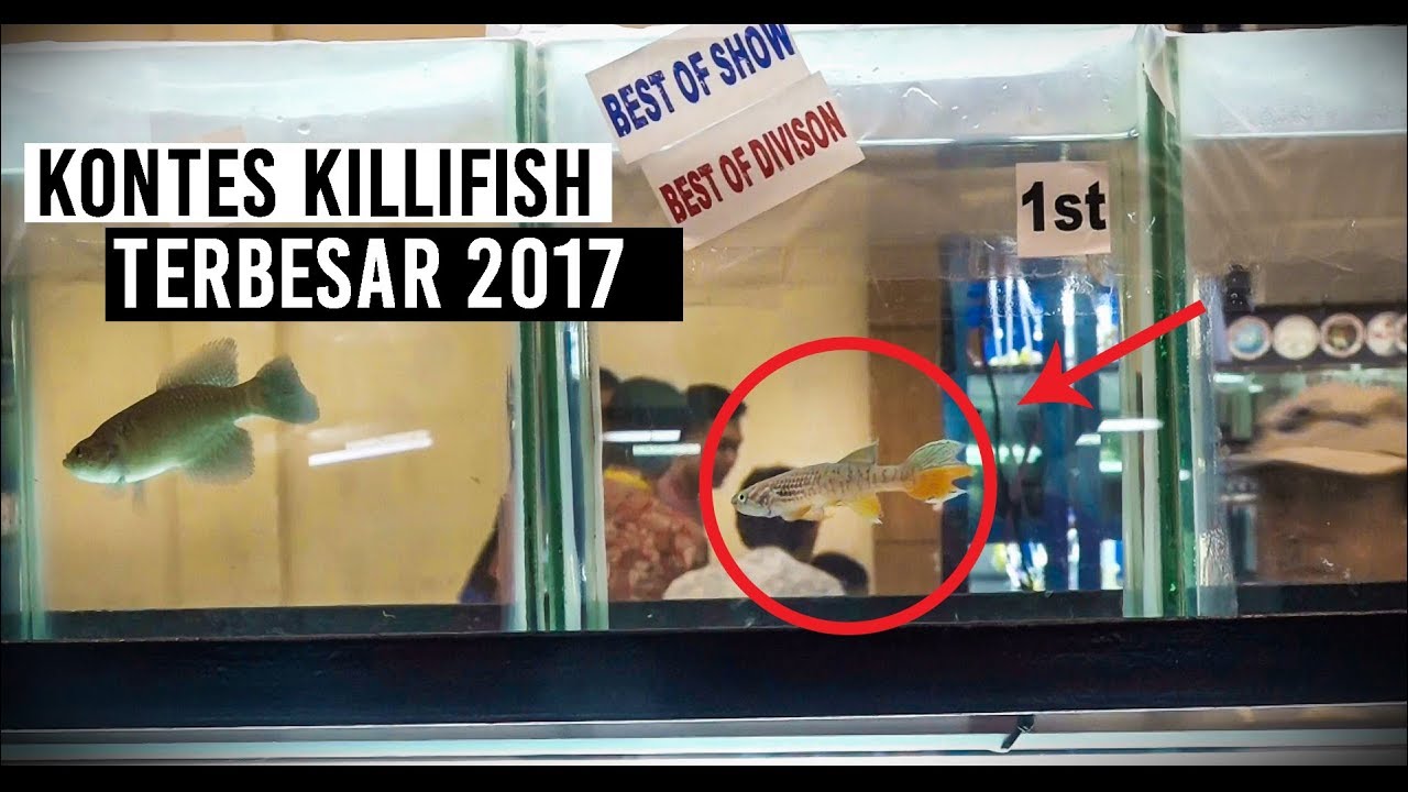 Ikan Hias Terbaru | Kontes Killifish Terbesar | The Biggest Killifish Contest Nusatic 2017