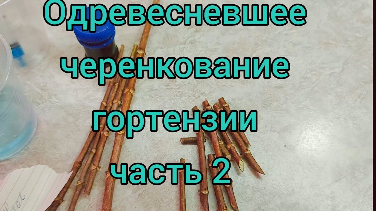 Одревесневшее черенкование.🪵Часть 2 Устанавливаю ,обо всех нюансах. Субстрат,температура и т.д