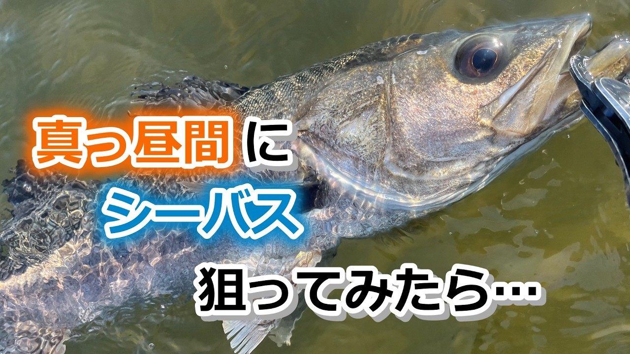 春めいてきたので…真っ昼間にシーバス狙ってみたら…【2026年2月21日】